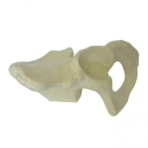 Left Pelvis With Holding Block
