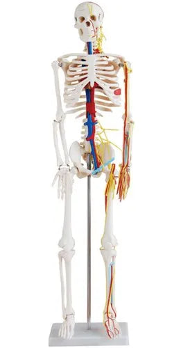 Ivory Skeleton with Nerves and Blood Vessels