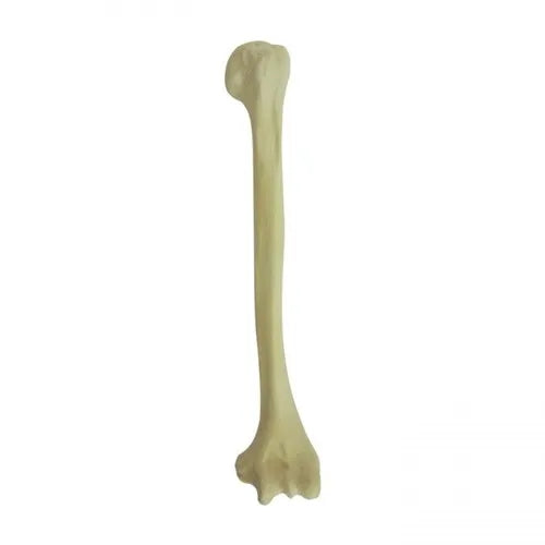 Left Humerus With Cancellous Material And Medullary Canal