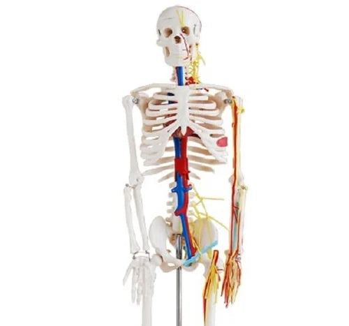 Human Skeleton Model with Nerves and Blood Vessels