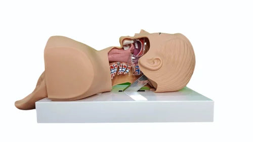 Airway Intubation Simulator