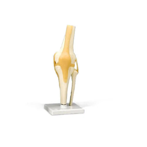 Ivory Knee Joint Model