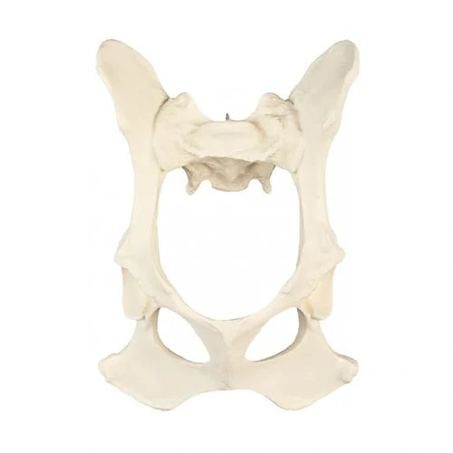 KKI-400 Full Canine Pelvis with Sacrum Saw Bone