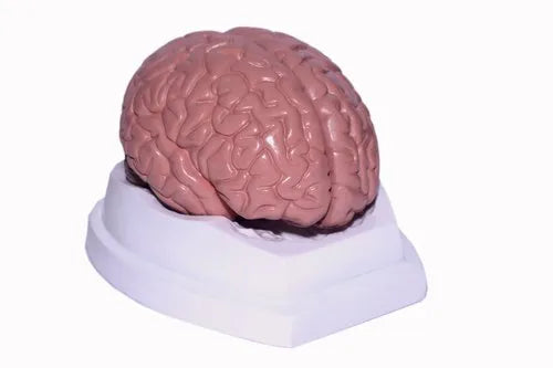 Kay Kay Brain Model