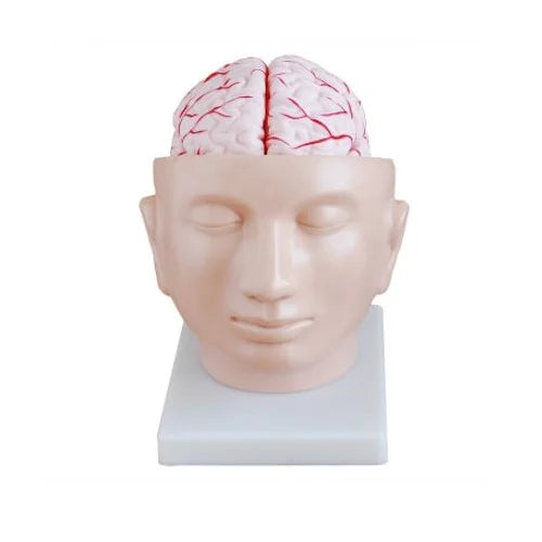 Brain with Arteries On Head Model
