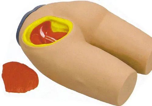 Buttocks Intramuscular Injection and Anatomic Structure Model