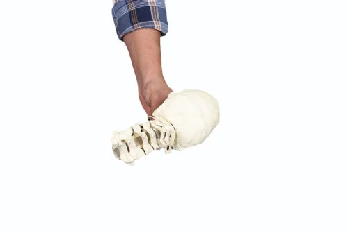 KKI5010 Cervical Spine Saw Bone