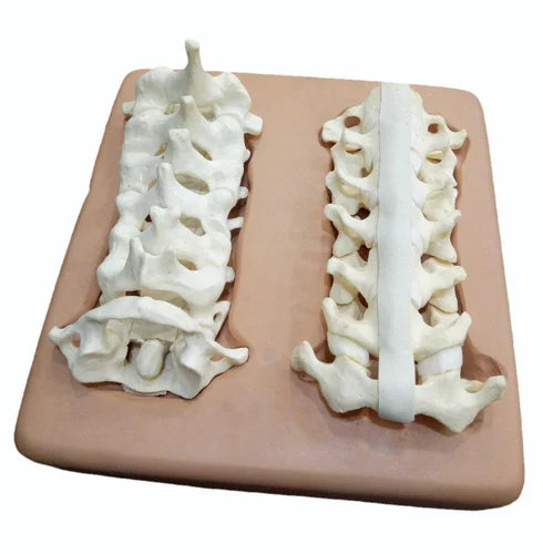 Cervical Spine With Holder