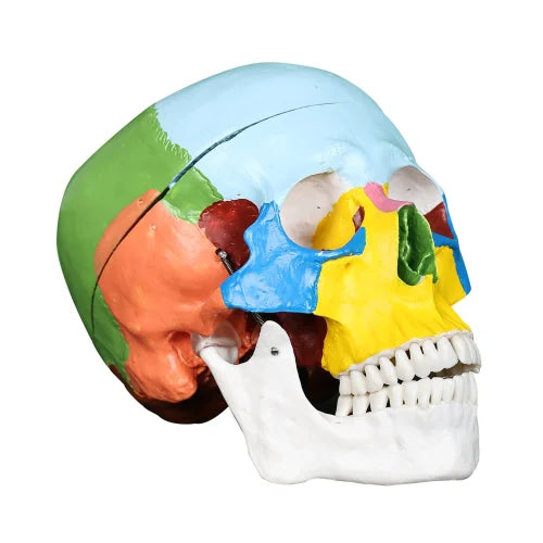 Coloured Skull Model