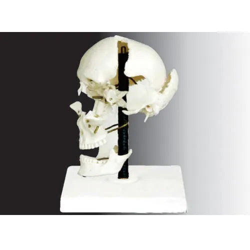 Disarticulated Skull Model