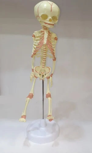 Kay Kay Fetus Skeleton