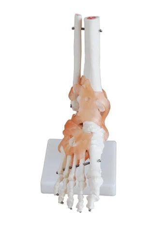 Foot Joint with Ligaments Life Size Model