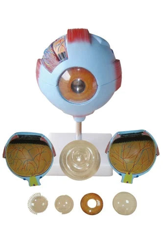 Kay Kay Giant Eye Model