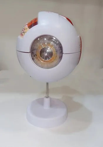 Giant Eye Model