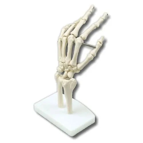 PVC Hand Joint Model