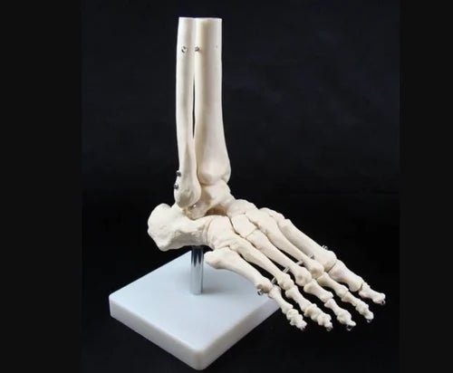 Human Foot Joint Model