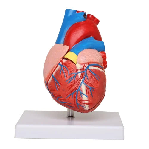 Human Heart 3d Model