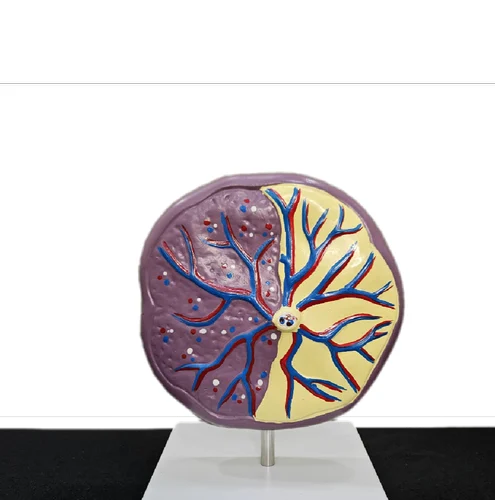 Human Placenta Model