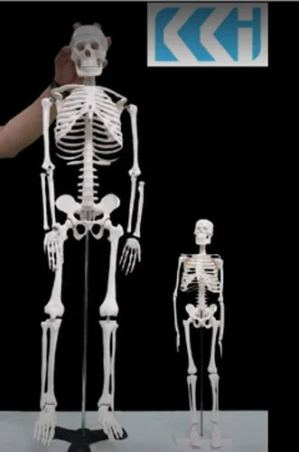 Human Skeleton Model