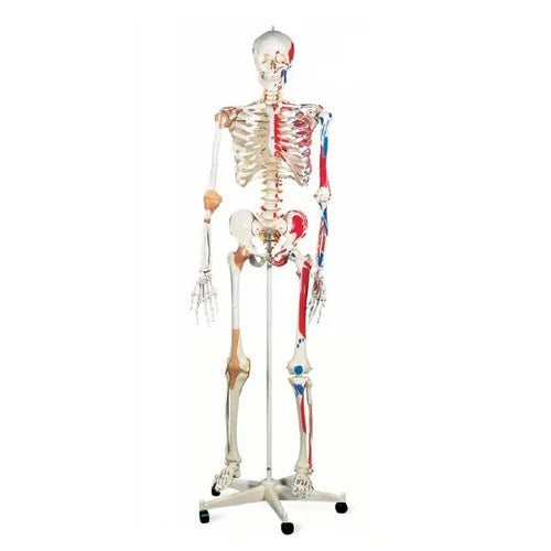 PVC Human Skeleton With Ligaments & Painted Muscles