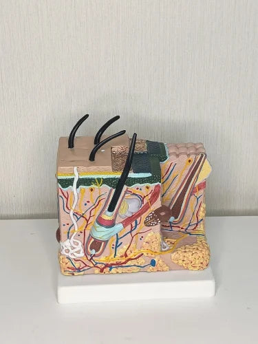 Human Skin Model