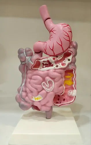 Gastrointestinal Tract Model