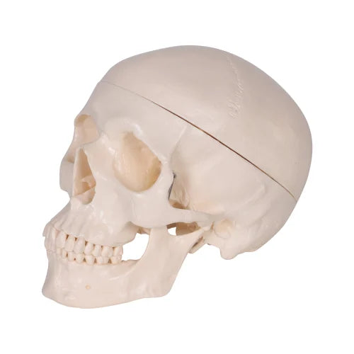 KKI-104 Adult Skull Life Size