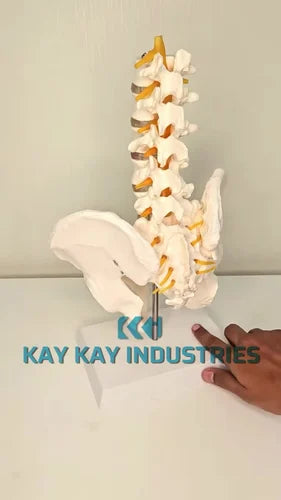 KKI-115 Pelvis Lumber Vertebrae Model