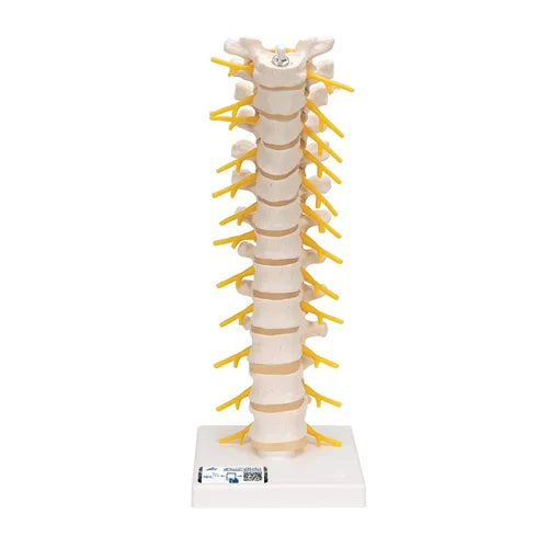 KKI-120 Thoracic Spinal Column