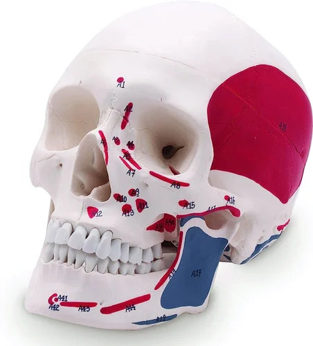KKI-1201PN Skull With Painted Muscles