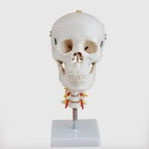 KKI-135 Skull with Cervical Spine