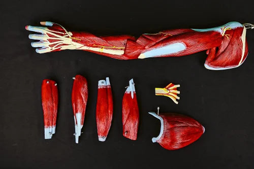 KKI-A11305 Muscles of Arm with Main Vessels and Nerves
