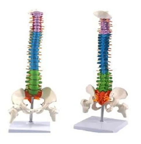 KKI-Coloured Spine Model