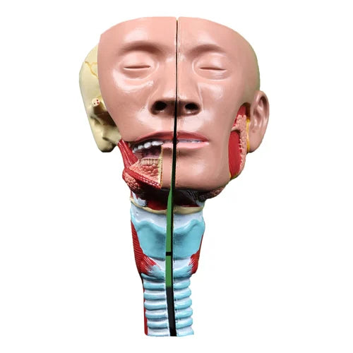 KKI-Head with Pharynx Muscles Model