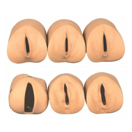 Prenatal Cervix and Birth Canal Model