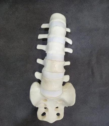 Lumbar Sacrum Saw Bone
