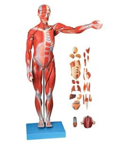 Male Muscle Figure With Internal Organs (78cm)