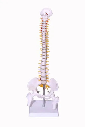 Human Spine Models