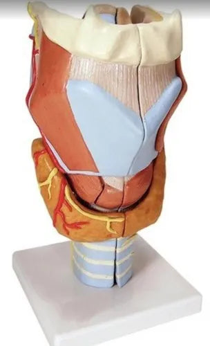Thyroid Model
