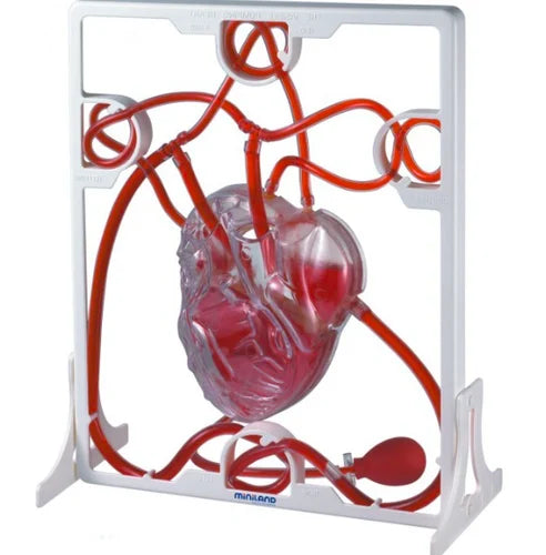 Pumping Heart Model