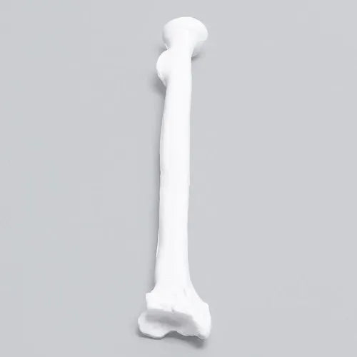 PVC Radius Bone