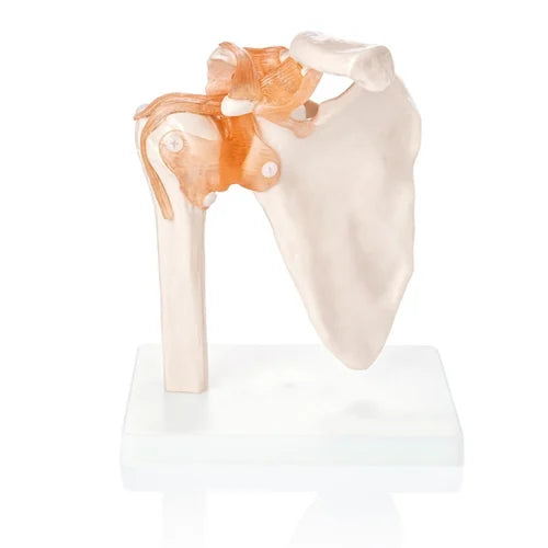 Shoulder Joint Model