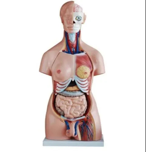 Female Torso Model
