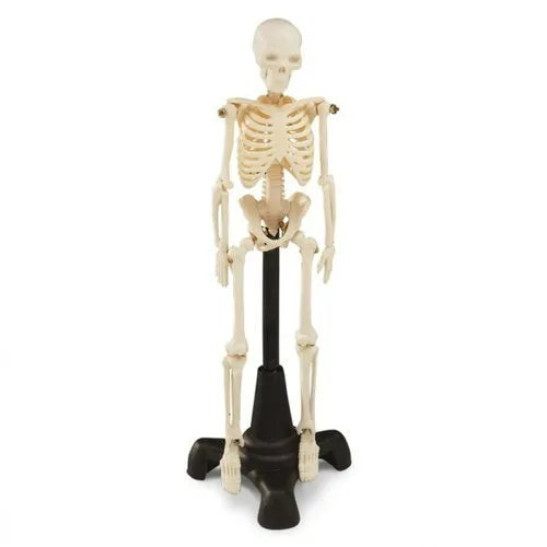 KKI-103 Mini Human Skeleton