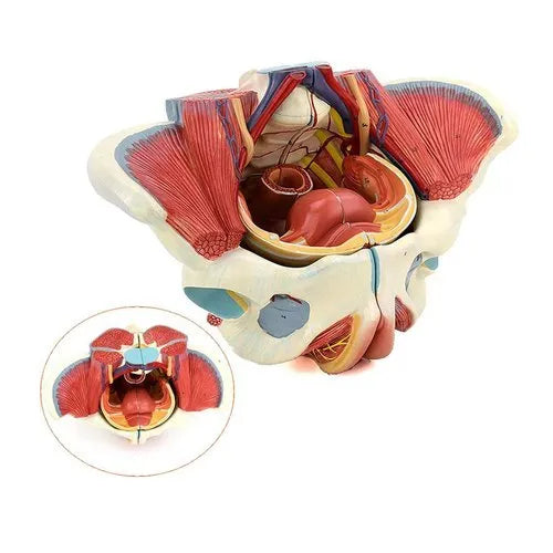 KKI-125A Female Pelvis With Muscles, Organs And Nerves Model