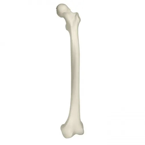 Left Femur With Cancellous Material And Medullary Canal
