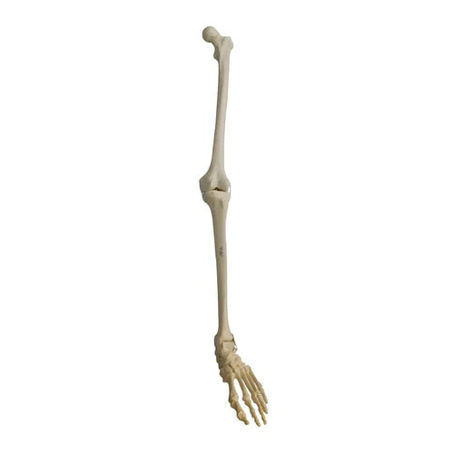 KKI2025PC- Left Leg Saw Bone