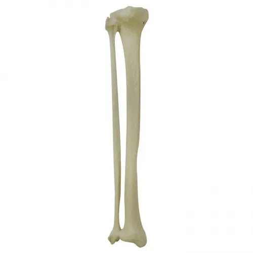 Left Tibia and Fibula With Cancellous Material And Medullary Canal