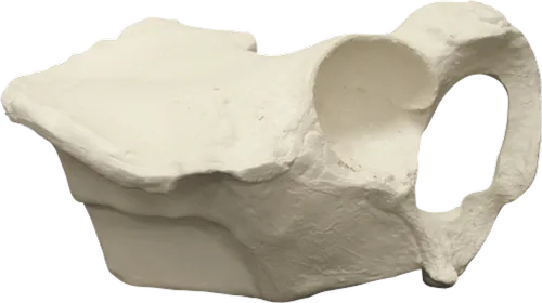 Right Pelvis With Holding Block