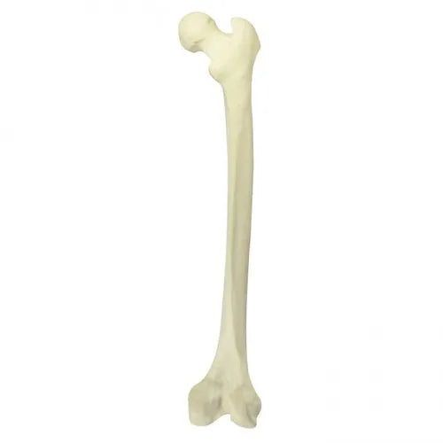 Right Femur With Cancellous Material And Medullary Canal